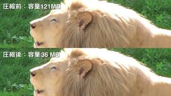 草の上にいるライオン

自動的に生成された説明