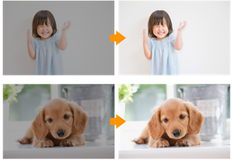 犬の写真のコラージュ

自動的に生成された説明